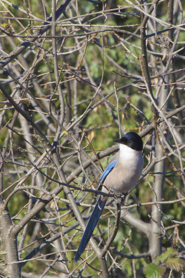 Image of Iberian Magpie