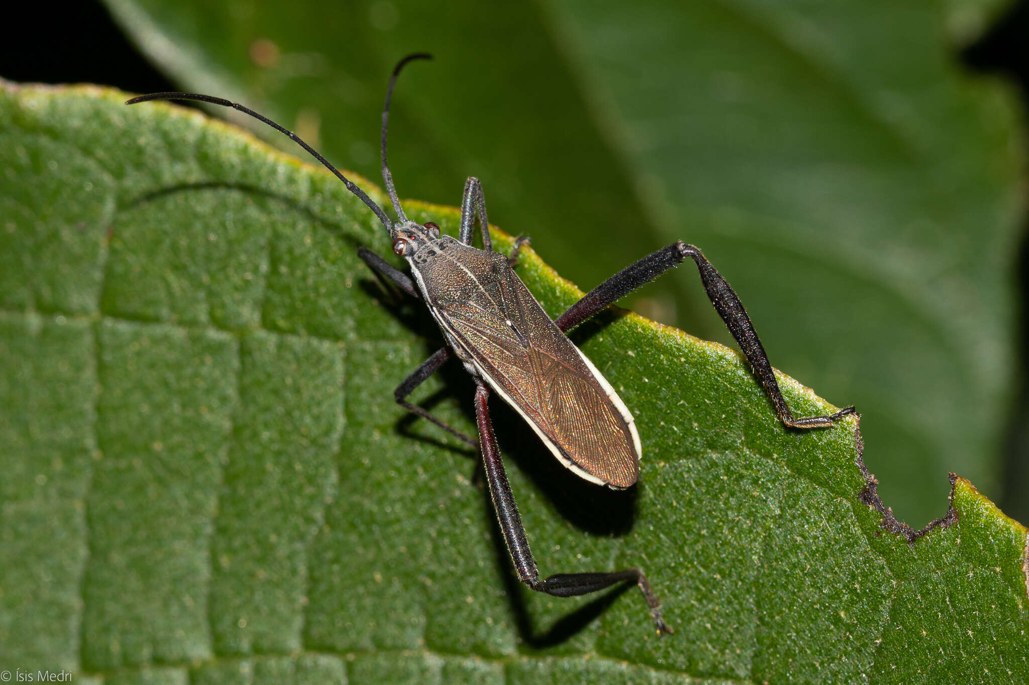 Image of Plaxiscelis fusca Spinola 1837