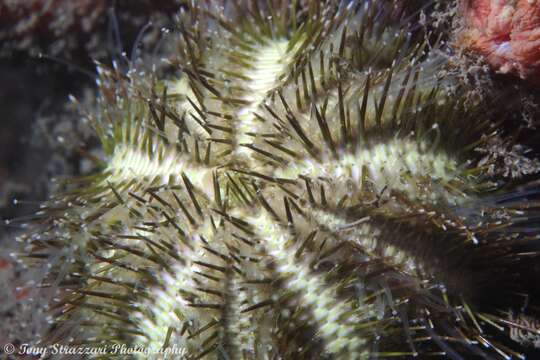 Image of Alexanders sea urchin