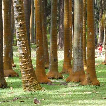 Image of Barbel palm