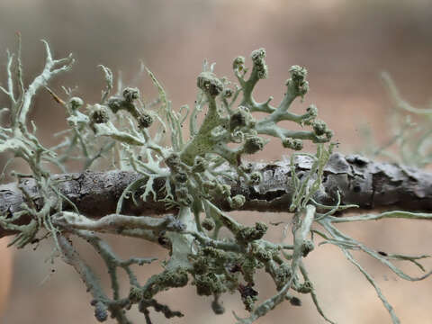 Imagem de Ramalina pollinaria (Westr.) Ach.