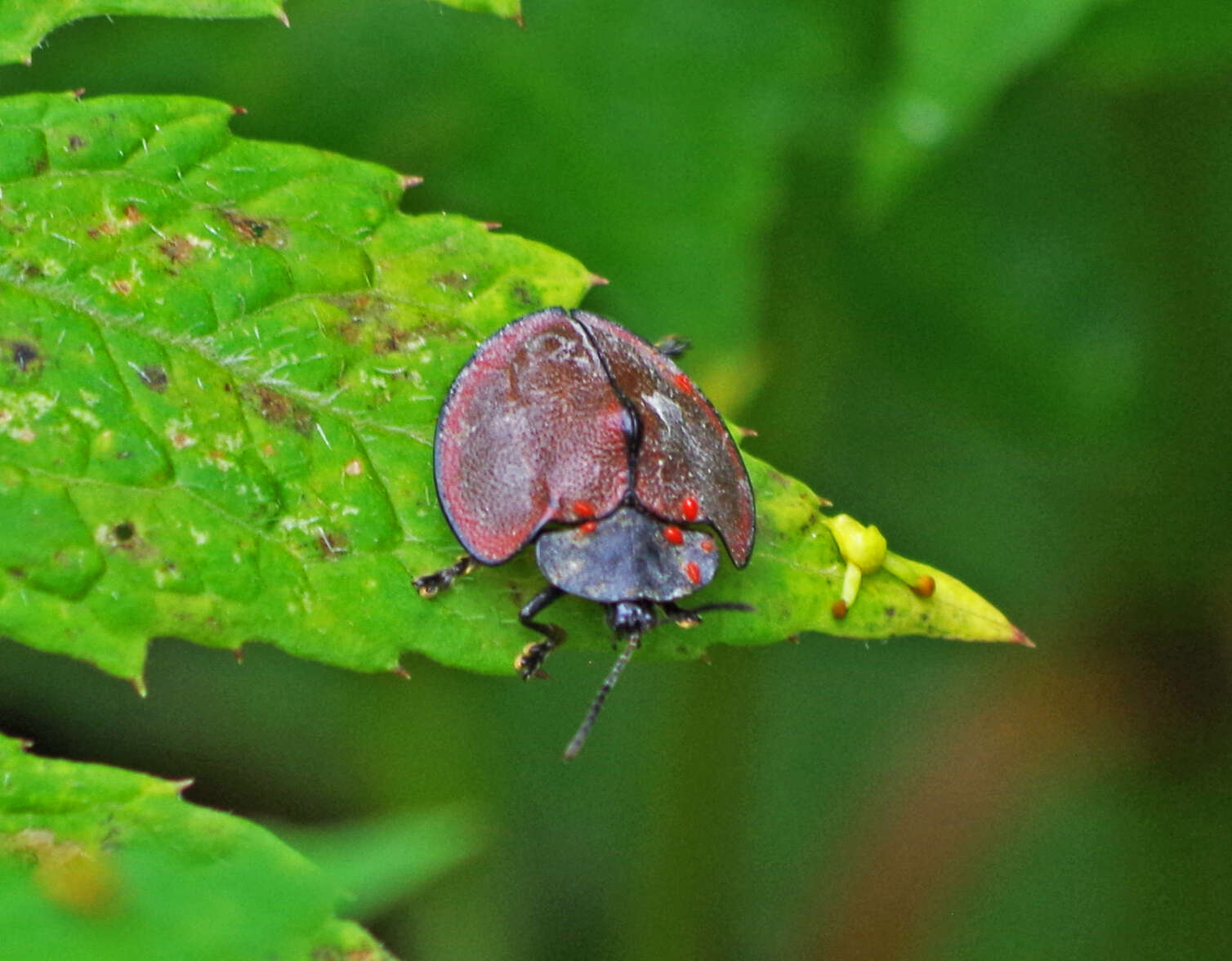 Image of Cyrtonota marginata (Kirsch 1883)