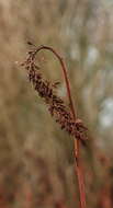 Image of gooseneck yellow loosestrife