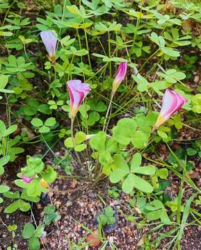 Imagem de Oxalis tenella Jacq.