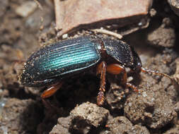 Слика од Ophonus (Hesperophonus) azureus (Fabricius 1775)