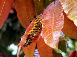 Alfaroa costaricensis Standl. resmi