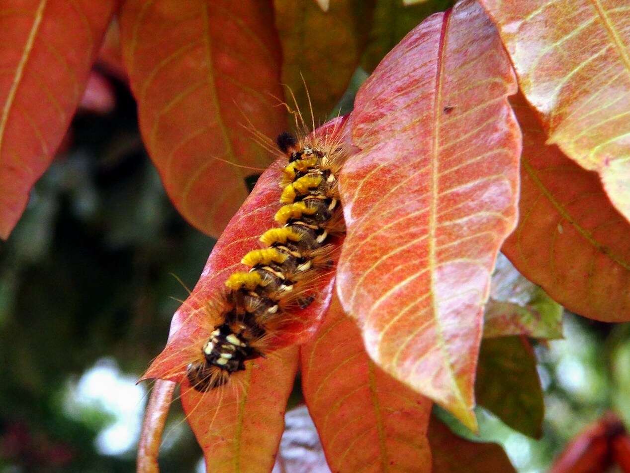 Alfaroa costaricensis Standl. resmi