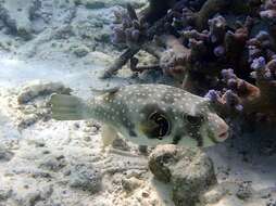 Image of Broadbarred Toadfish