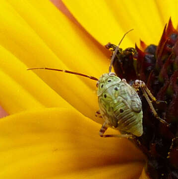 Image of Tarnished Plant Bug