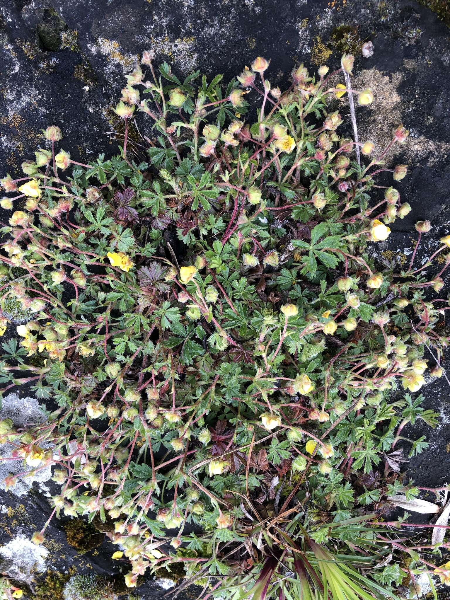 Image of spring cinquefoil