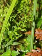 Image of Platanthera formosana (T. P. Lin & K. Inoue) Efimov