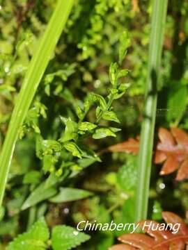 Imagem de Platanthera formosana (T. P. Lin & K. Inoue) Efimov