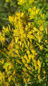 Image of bushy goldentop