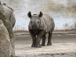 Image of Black Rhinoceros