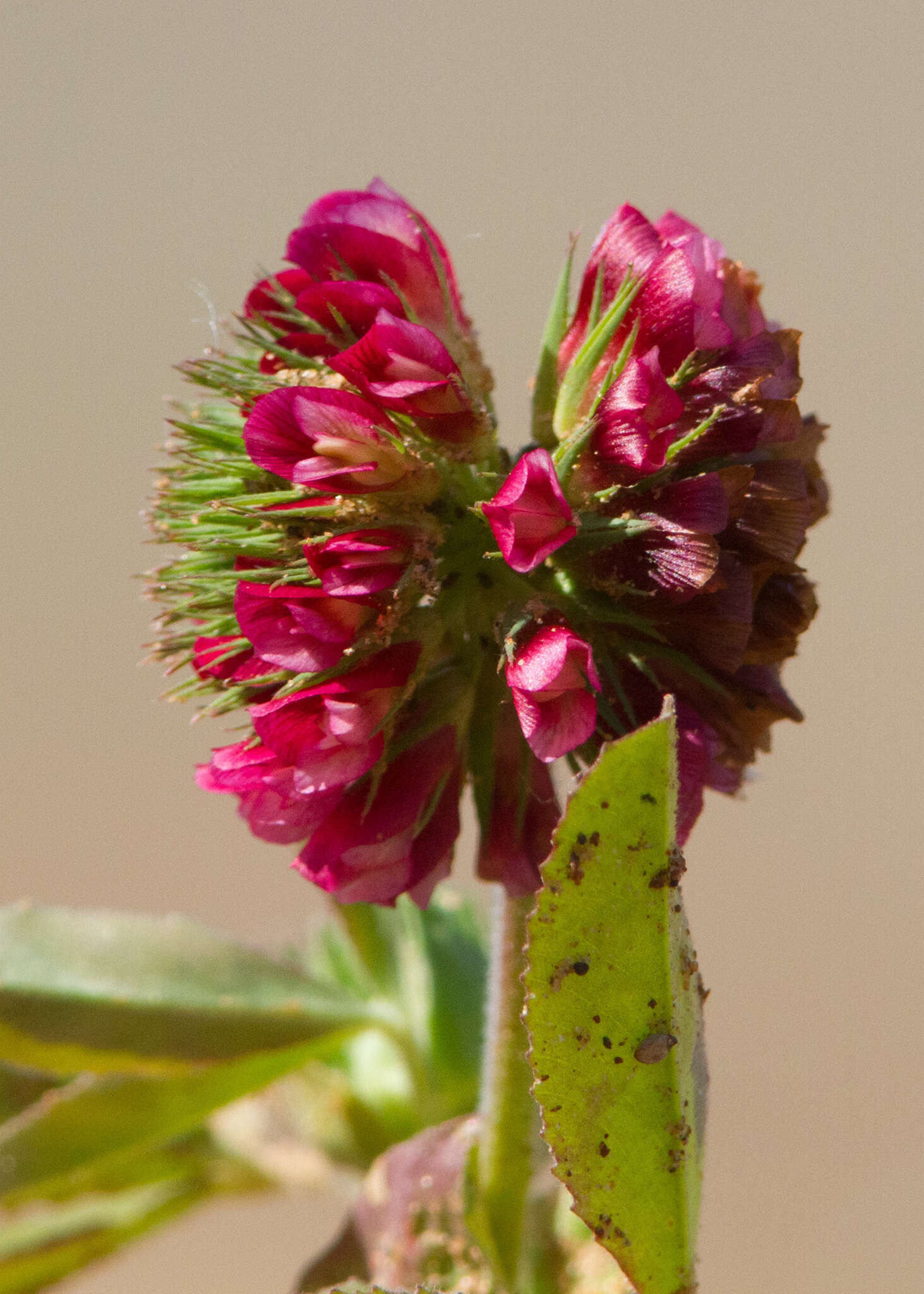 Sivun Trifolium reflexum L. kuva