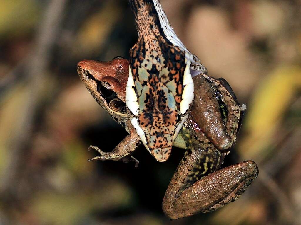 Image of Anchieta's Ridged Frog