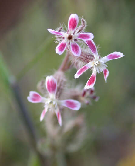 Image of common catchfly