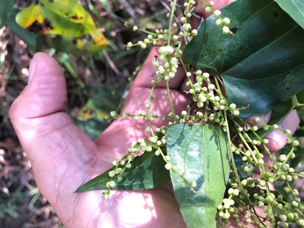 Dioscorea transversa R. Br. resmi