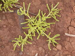 Image of slenderleaf iceplant