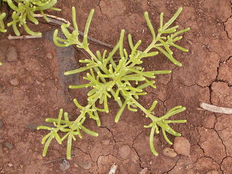 Image of slenderleaf iceplant