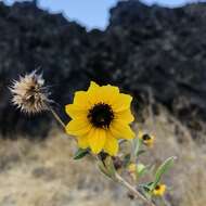 Image of serpentine sunflower