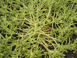 Слика од Mesembryanthemum nodiflorum L.