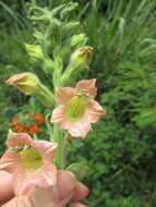 Imagem de Nicotiana glutinosa L.