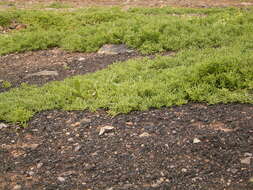 Image of slenderleaf iceplant