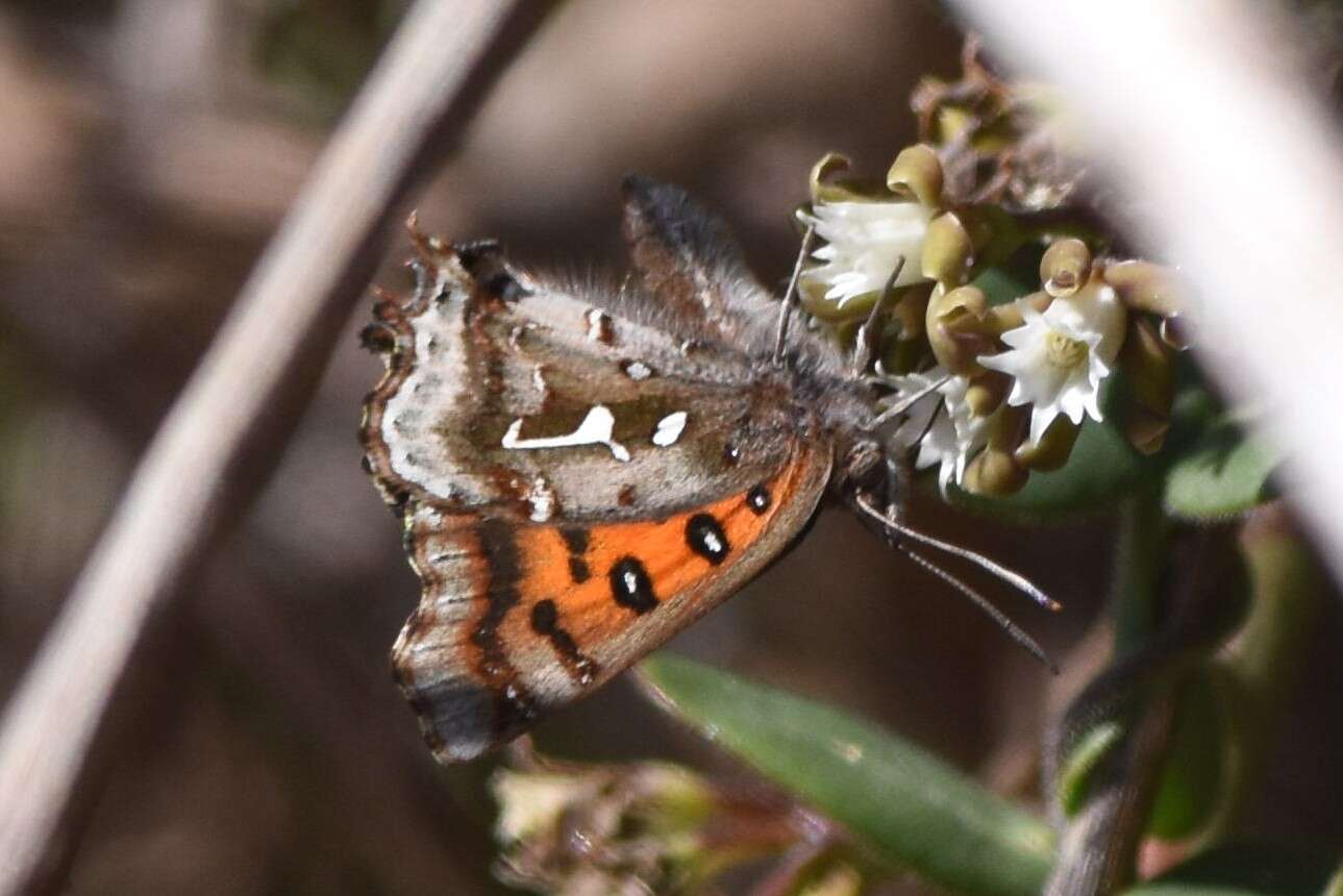 Image of Phasis thero (Linnaeus 1764)