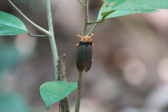 Image of Polydictya basalis (Hope 1843)