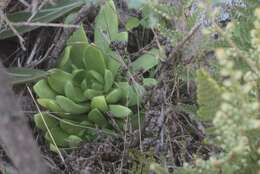 Image of Sedum ebracteatum subsp. grandifolium R. T. Clausen