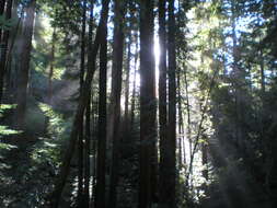 Image of redwood