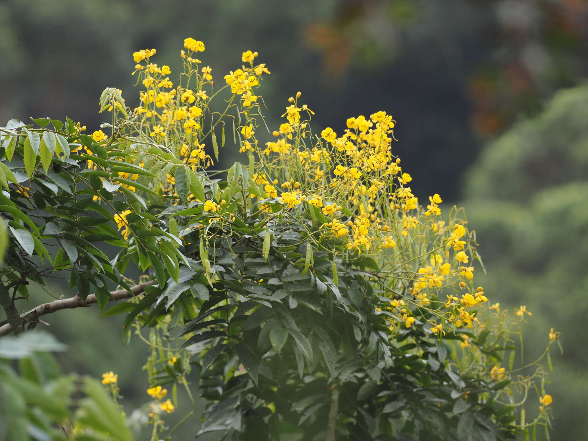 Senna viarum (Little) H. S. Irwin & Barneby resmi