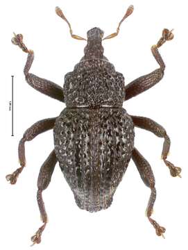 Image of Trigonopterus allopatricus Riedel 2014