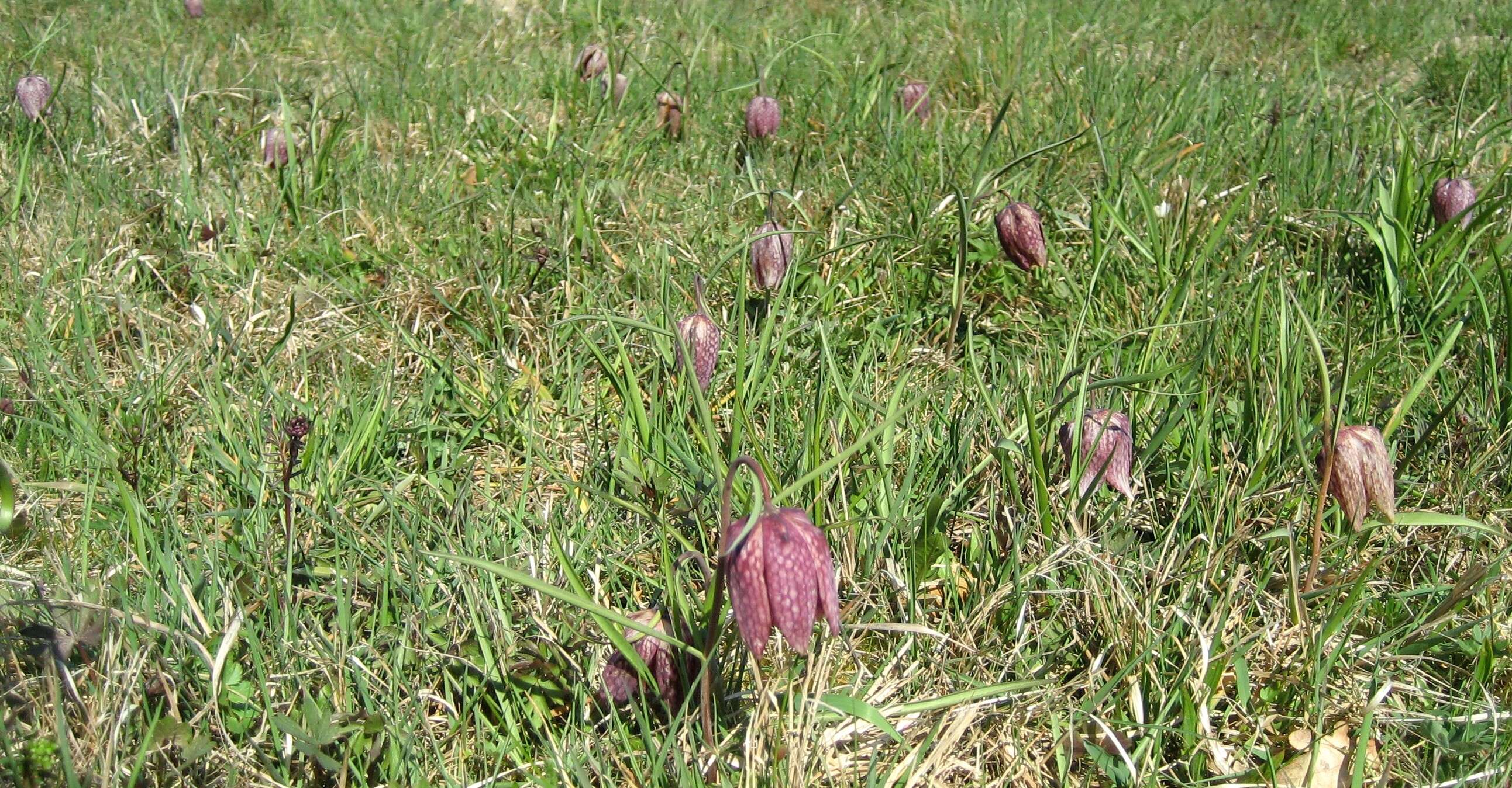 Image of Lazarus bell