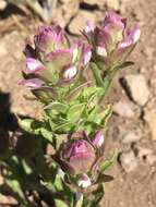 Image of toothed owl's-clover