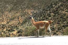 Image of Guanaco