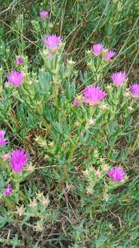 Image of Lampranthus stipulaceus (L.) N. E. Br.