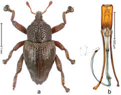 Image of Trigonopterus latipes Riedel 2014