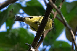 Image of Yellow-winged Vireo