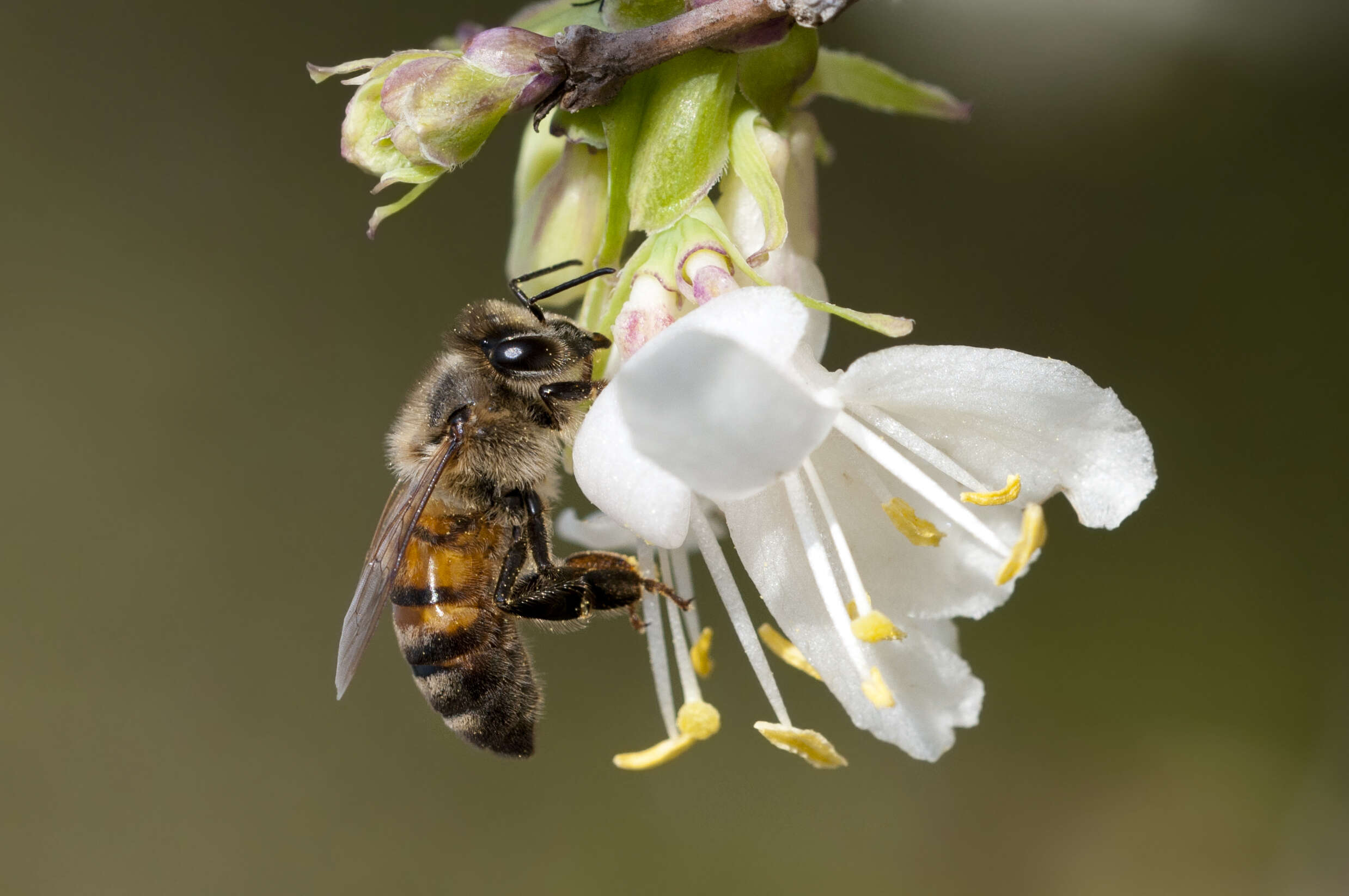 Imagem de Lonicera fragrantissima Lindl. & Paxt.