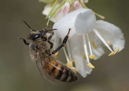 Imagem de Lonicera fragrantissima Lindl. & Paxt.