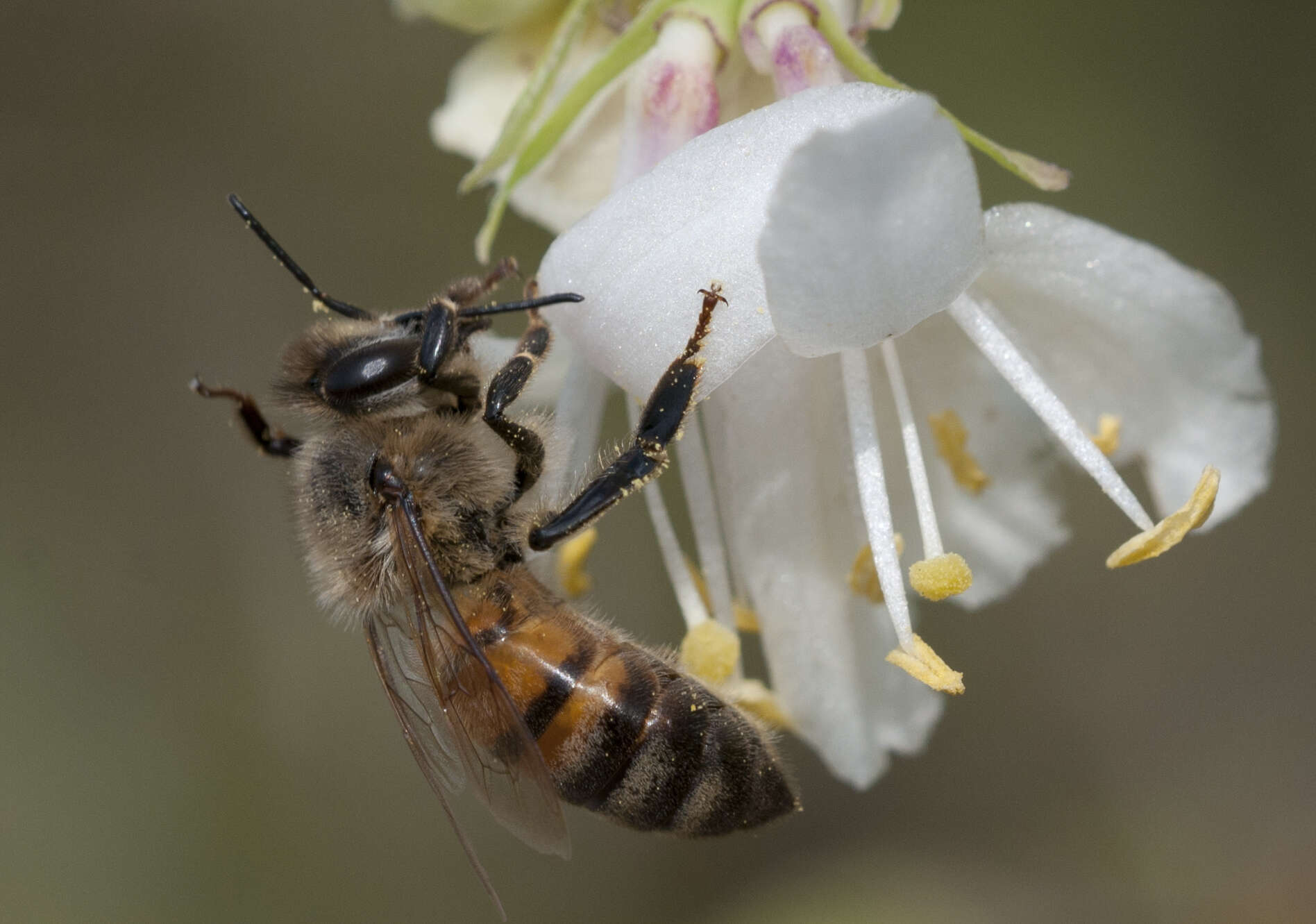 Imagem de Lonicera fragrantissima Lindl. & Paxt.