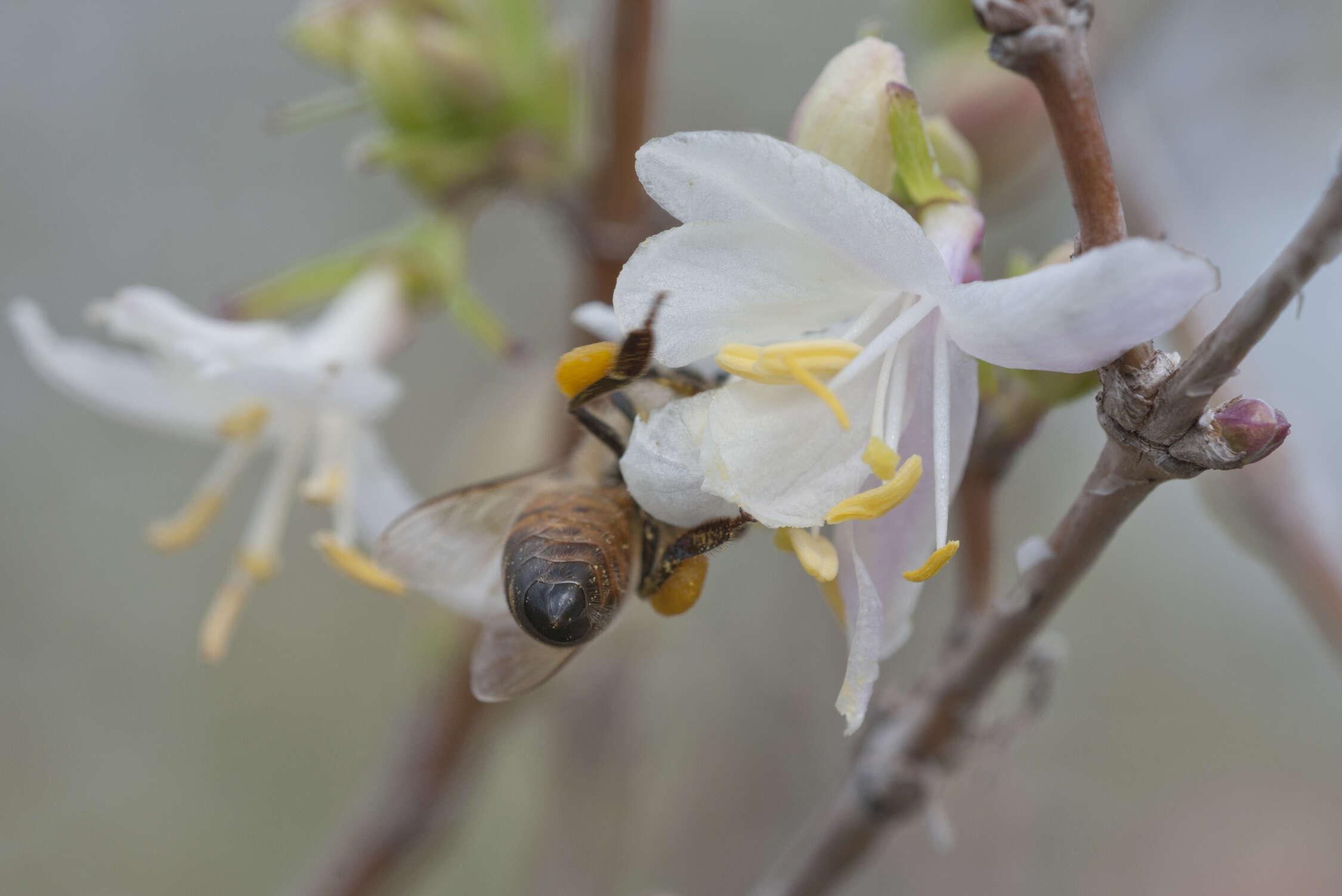 Imagem de Lonicera fragrantissima Lindl. & Paxt.