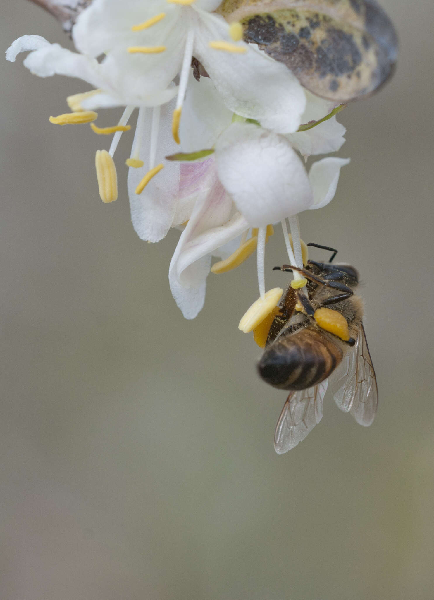 Imagem de Lonicera fragrantissima Lindl. & Paxt.