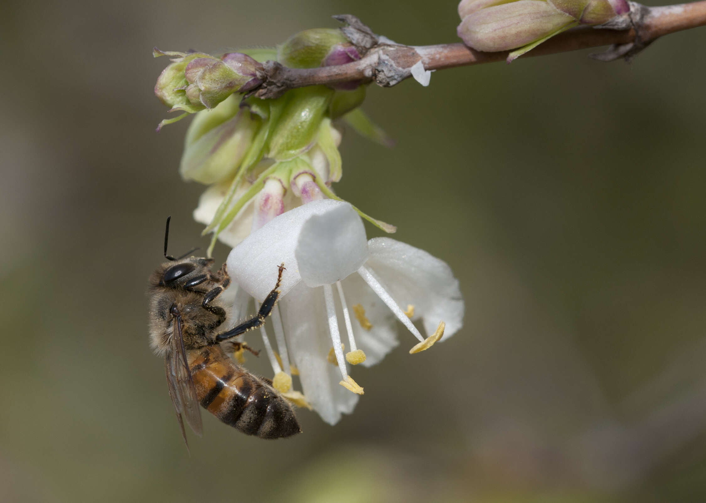 Imagem de Lonicera fragrantissima Lindl. & Paxt.