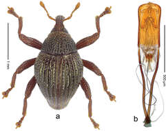 Image of Trigonopterus lima Riedel 2014