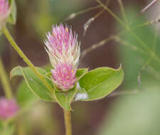 Image of pearly globe amaranth