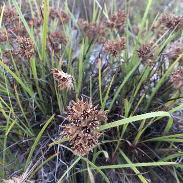 Image of Conostylis aculeata R. Br.