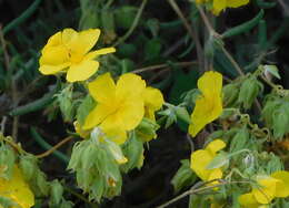 Helianthemum syriacum (Jacq.) Dum.-Courset resmi